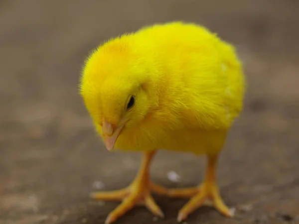 Poussin Avec Des Plumes Jaunes — Photo