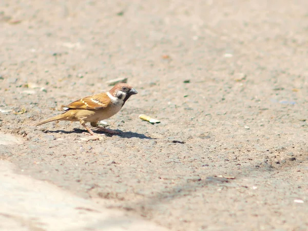 Moineau Regarder Sur Béton — Photo