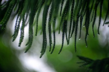 ejderha yaprağı sarkıyor