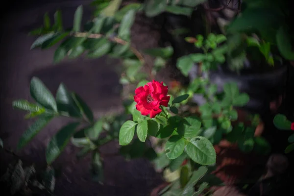 Rose Rouge Fond Bokeh — Photo