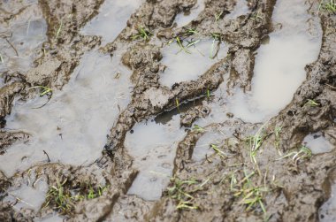 Çamurlu su birikintisine kapatın. Highfield Park Levenshulme Lancashire Manchester İngiltere'de.
