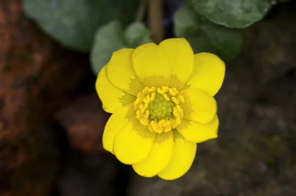 노란 미나리 꽃 가까이 최대, 매크로입니다. 라 repens — 스톡 사진