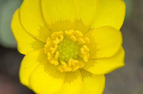 노란 미나리 꽃 가까이 최대, 매크로입니다. 라 repens — 스톡 사진