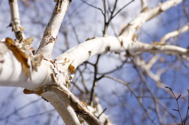 Huş ağacı üzerinde mavi gökyüzü yakın çekim.