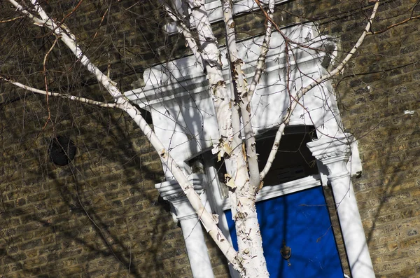 Bouleau sur fond de porte bleue.Enty porte bleue au tuyau à Londres en Angleterre — Photo