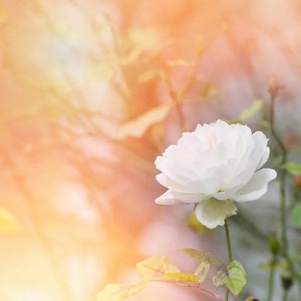 Rosa bianca fiorisce in un giardino al sole . — Foto Stock