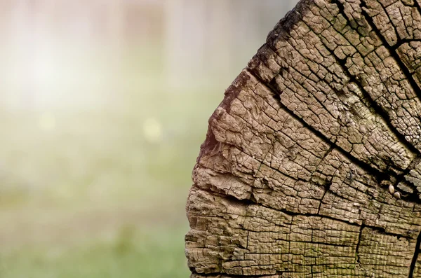 Tekstur kayu dari batang pohon yang dipotong, close-up — Stok Foto