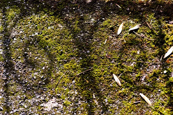 Ombra recinzione su sfondo verde parco . — Foto Stock