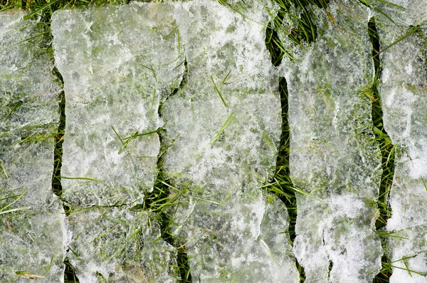 Gelo de primavera na relva. Textura, fundo. Em cima dele uma fina crosta de gelo. É primavera. . — Fotografia de Stock
