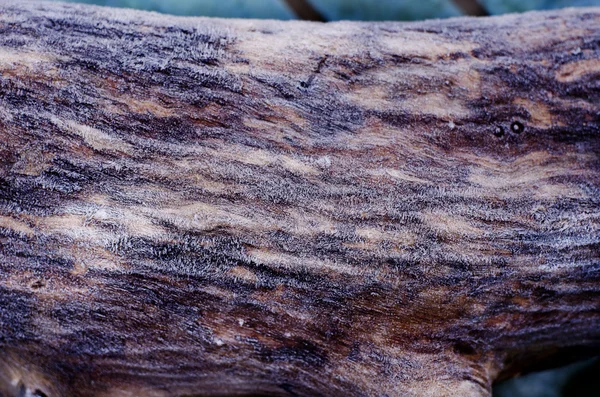 Ceppo di legno la mattina d'inverno, hoarfrost su di esso . — Foto Stock