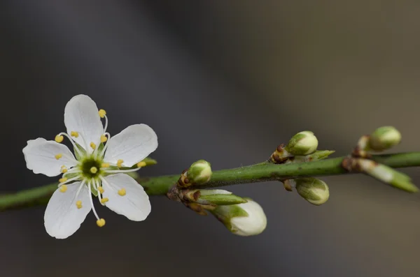 Гілка квітучого дерева з білими квітами. Весняне цвітіння — стокове фото