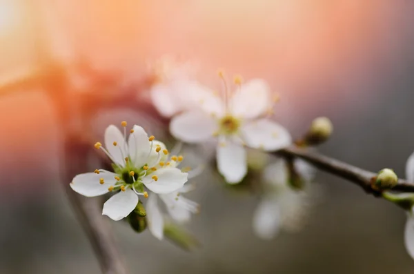 En gren av ett blommande träd med vita blommor. Våren blomning. — Stockfoto