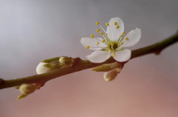Гілка квітучого дерева з білими квітами. Весняне цвітіння — стокове фото