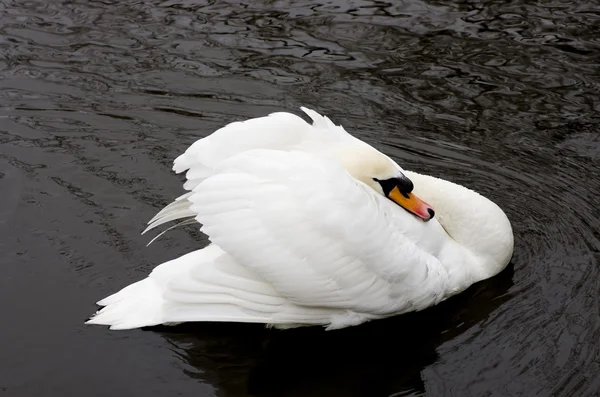 Mute swan on lake England. — Stock Image Mute swan on lake England. Stock Photo