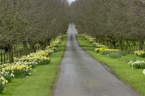 Estrada bonita aldeia com flores amarelas narcisos e árvores na primavera em Yorkshire, Inglaterra . — Fotografia de Stock