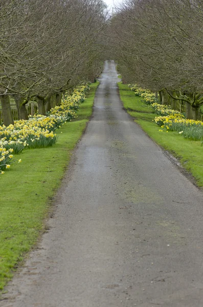 Hermoso camino de pueblo con flores y árboles de narcisos amarillos en primavera en Yorkshire, Inglaterra . — Foto de Stock