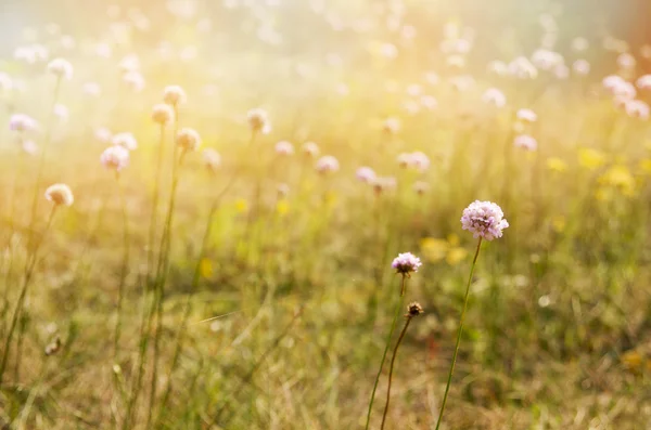 Närbild foto av blommor, gräs på äng. Landskap, Storbritannien — Stockfoto