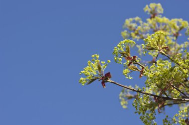 Güzel doğa arka plan - yeşil akçaağaç yaprakları, mavi gökyüzü.