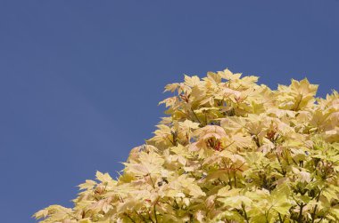 Parlak renkli sarı sonbahar ağaç yaprakları mavi gökyüzü arka plan üzerinde