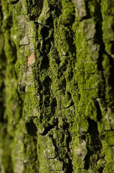 Struttura della corteccia d'albero ricoperta di licheni verdi primo piano . — Foto Stock