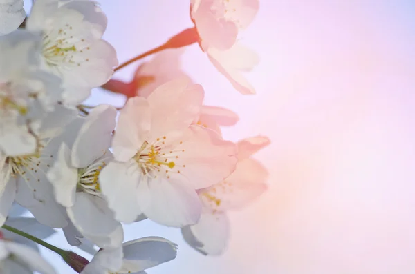 Vackra anbud cheery träd blommor på blå himmel, blommande natur, första blossom, solig dag, naturlig gräns, våren tid koncept — Stockfoto