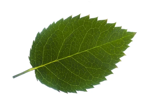 Foglia verde isolata su sfondo bianco. — Foto Stock