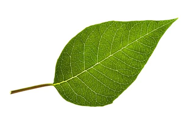 Hoja verde aislada sobre fondo blanco. — Foto de Stock