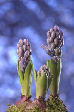 toprakta çiçek açan mor sümbül çiçeği
