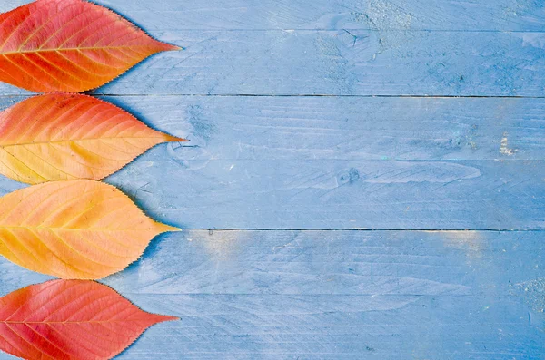 Kolor liści na niebieskim tle drewniane — Zdjęcie stockowe