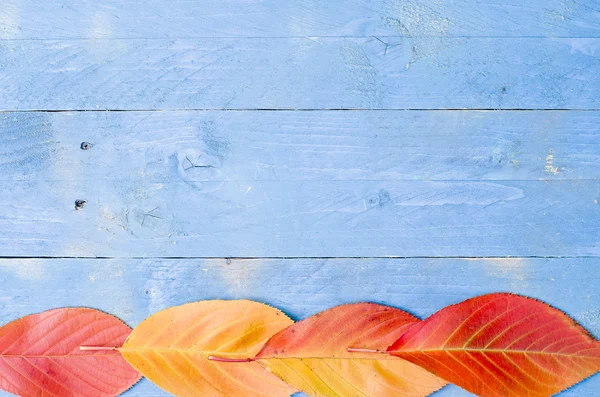 Kolor liści na niebieskim tle drewniane — Zdjęcie stockowe