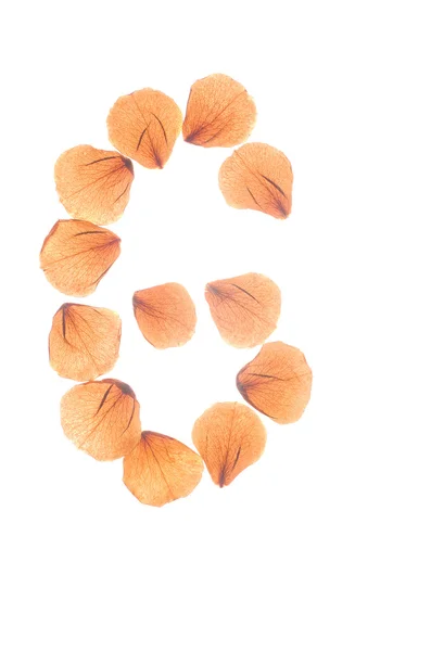 Buchstabe g arrangiert aus echten trockenen Rosenblättern. — Stockfoto