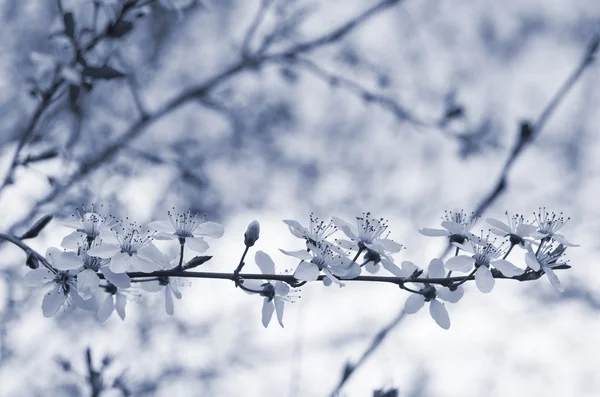 Branch with flowers against the sky — Stock Photo, Image