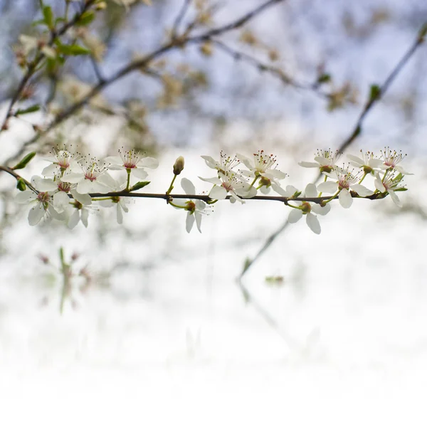 Гарний ніжний веселий дерево квіти кордон, квітуча природа, перший квітучий, сонячний день, природний кордон, концепція весняного часу — стокове фото