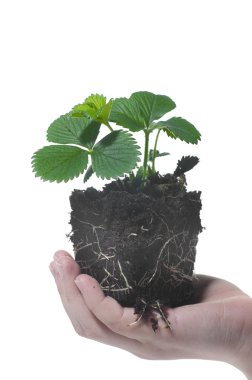 Beyaz arka planda, çocuk eliyle izole edilmiş genç çilek bitkisi.