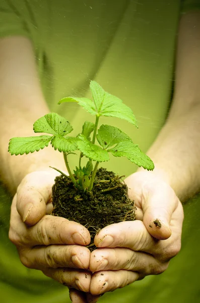 Man's hands holding strawberry seedling in dirt
