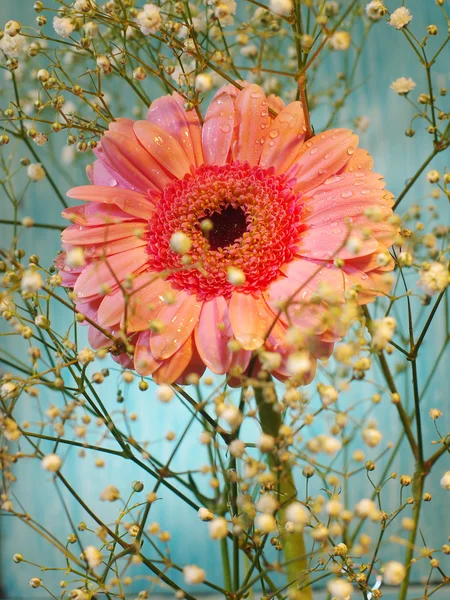 Cartão postal de gerbera — Fotografia de Stock