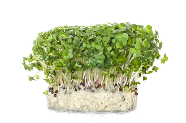 Färska cress sallad på vit bakgrund. Selektiv inriktning — Stockfoto