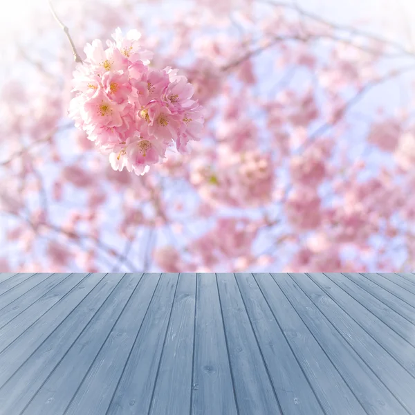 Tomt perspektiv blå trä över suddig, blommande träd med bokeh bakgrund, för produkt displayen montage — Stockfoto