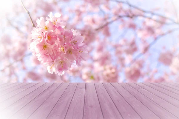 Tomt perspektiv trä över suddig, blommande träd med bokeh bakgrund, för produkt displayen montage — Stockfoto