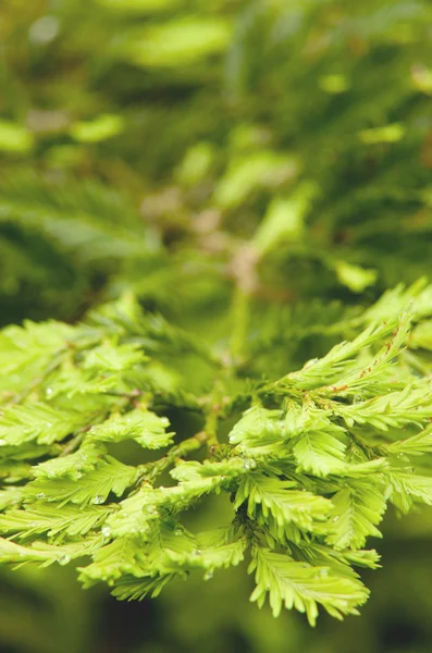 Bellissimo ramo thuja, estate, Europa — Foto Stock