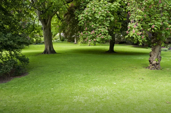 Césped verde con árboles en el parque en York, Reino Unido, Europa — Foto de Stock