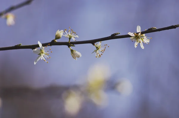 Гілка квітучого дерева з білими квітами на тлі блакитного неба. Весняне цвітіння . — стокове фото
