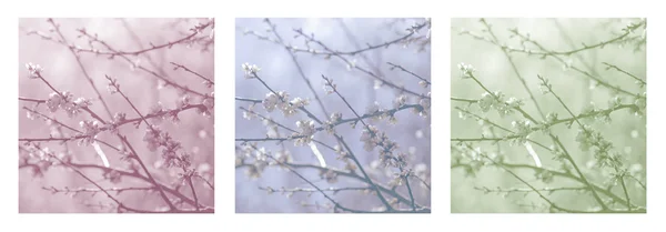 Ένα κλαδί με μια άνθηση δέντρο με τα άσπρα λουλούδια ενάντια στον ουρανό. Άνοιξη ανθοφορία. Τρίπτυχο στο πράσινο, μπλε και κόκκινο. — Φωτογραφία Αρχείου