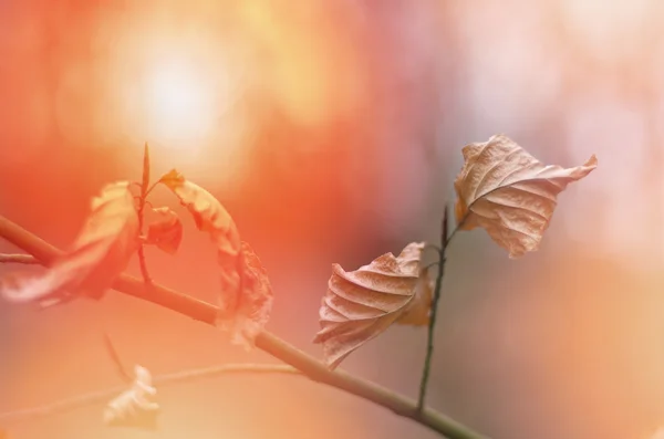 Autunno autunno brawn foglie secche sfondo sfocatura. Autunno sfondo con tramonto . — Foto Stock