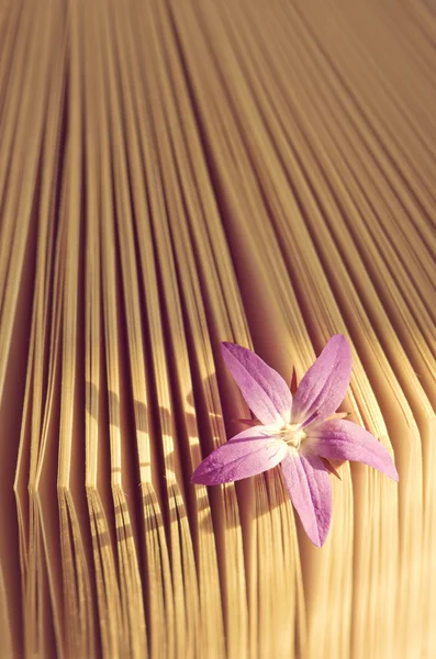 Bellissimo fiorellino in un libro, aroma di storia . — Foto Stock
