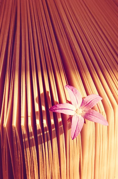 Bellissimo fiorellino in un libro, aroma di storia . — Foto Stock