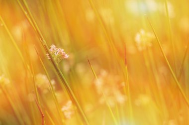Juncus effusus güneş ışığı altında karanlık, Birleşik Krallık, yaz.