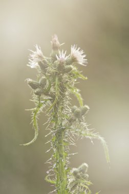 Thistle gri görüntü arka plan üzerinde çiçekler ile yaz.