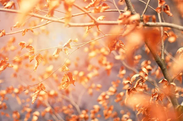 Otoño musculoso hojas secas fondo borroso. Fondo de otoño con puesta de sol . — Foto de Stock