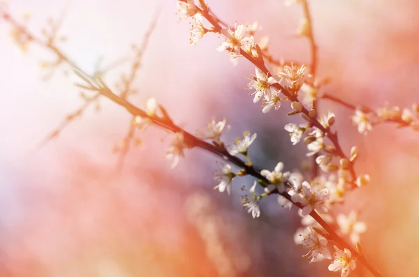 Una rama de un árbol en flor con flores blancas contra el cielo soleado y brillante. Floración de primavera . — Foto de Stock
